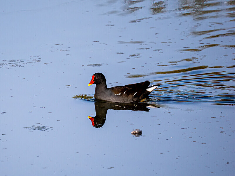 Moorhen - Latest photos
