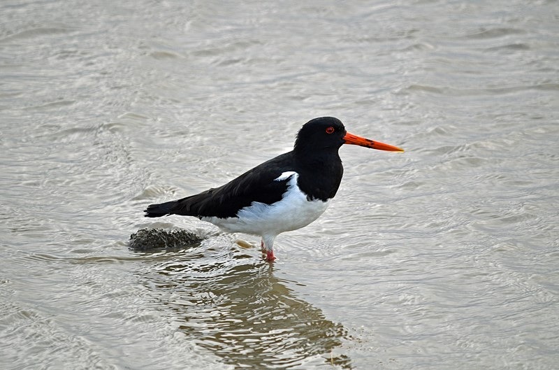 Oystercatcher - Netherlands - December 2019