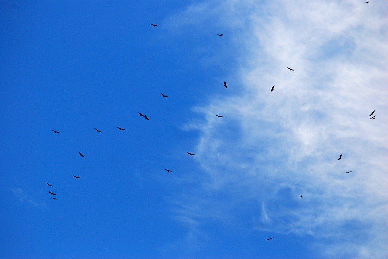 Griffon Vultures - South and north west Spain - September 2010