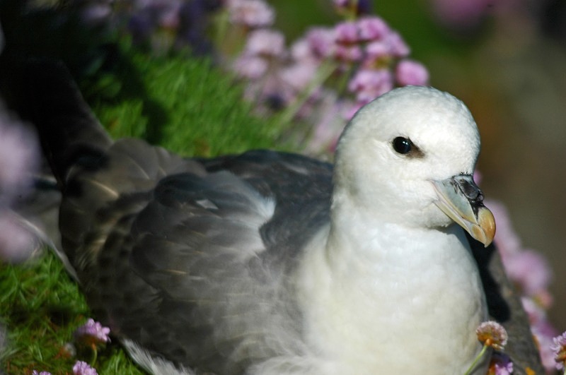 Fulmar - Fulmars
