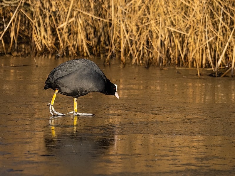 Coot - Crakes and rails