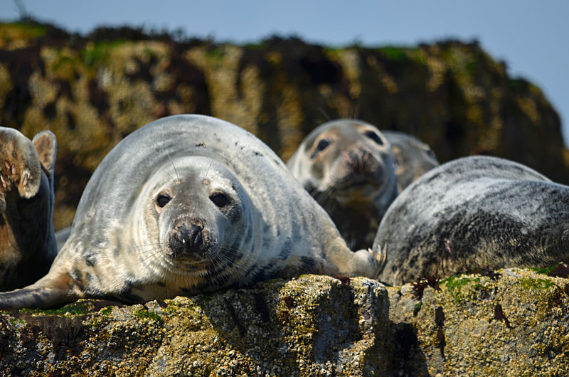 Atlantic Grey Seals - Atlantic Grey Seals