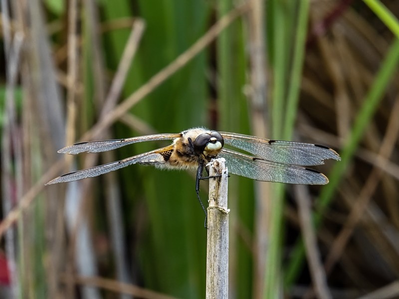 Four-spotted Chaser - Dragonflies and damselflies