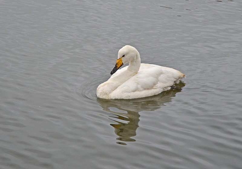 Whooper Swan - Reykjavík and Reykjanes peninsula