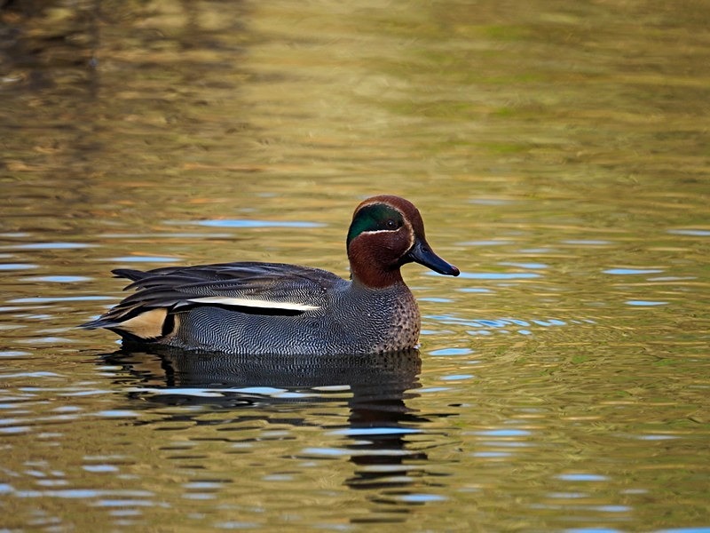 Teal - Dabbling ducks