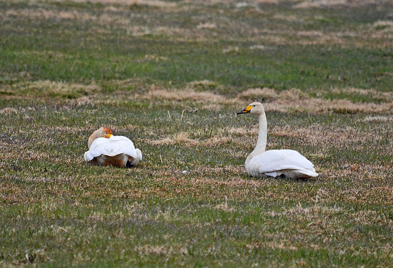 Whooper Swans - North east Iceland