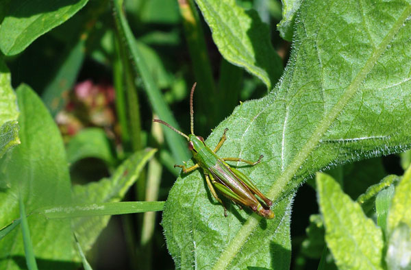 Meadow Grasshopper - Insects, beetles, spiders, etc.