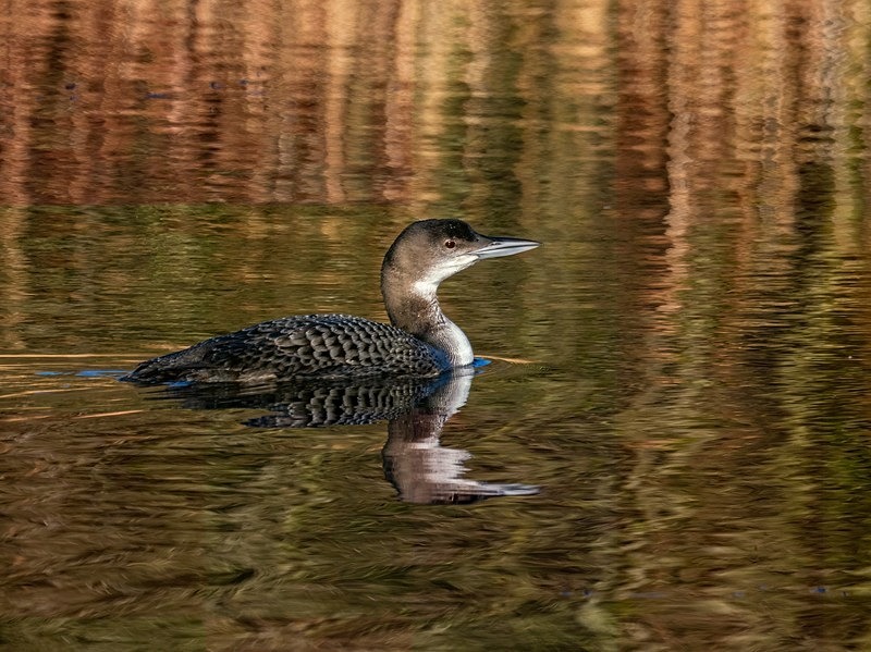 Great Northern Diver - Latest photos