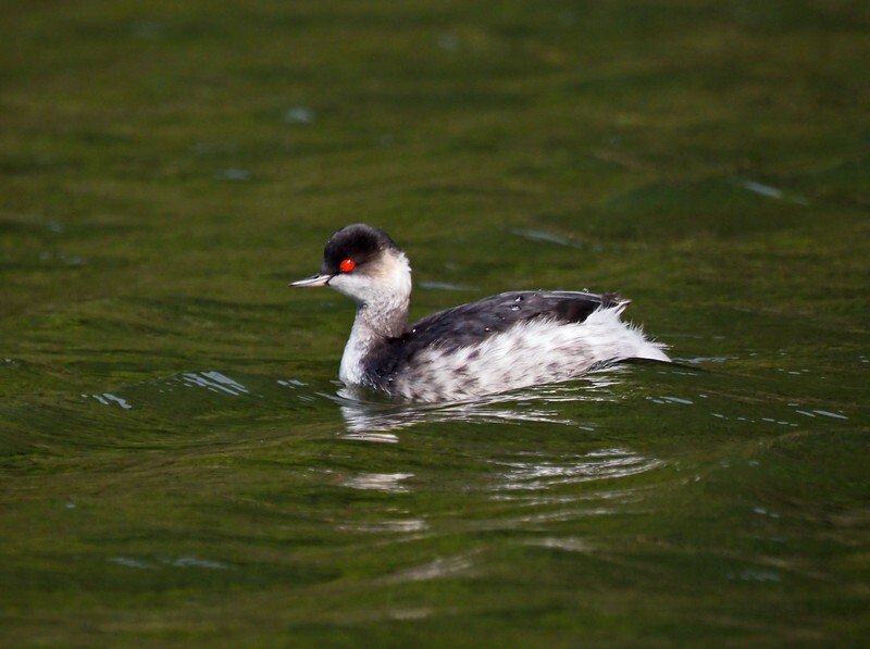 Black-necked Grebe - Grebes