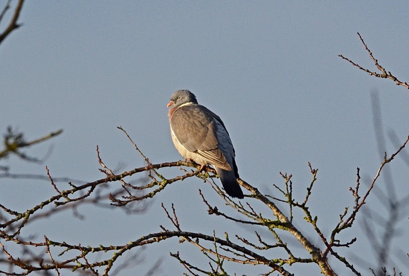 Woodpigeon - Pigeons and doves