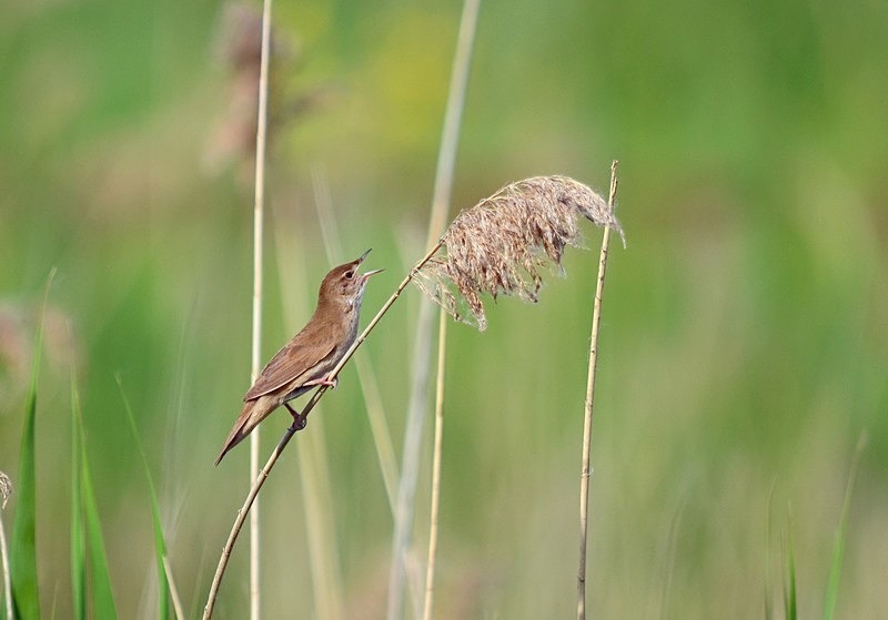 Savi's Warbler - Hungary