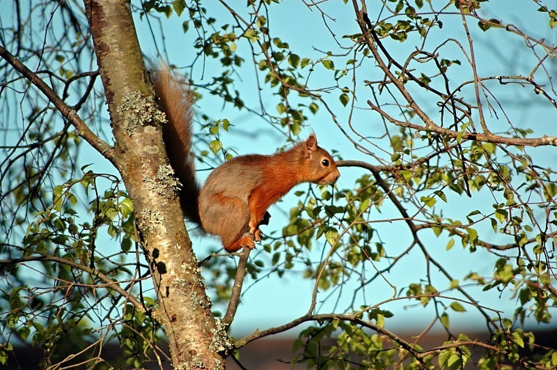 Red Squirrel - Red Squirrels