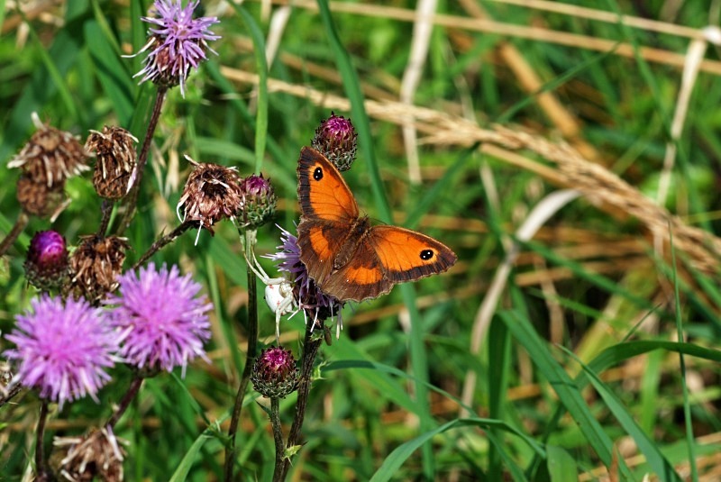 Gatekeeper - Butterflies