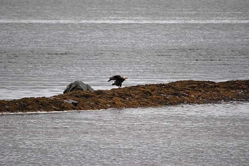 White-tailed Eagle - North Finland and north Norway - May and June 2009