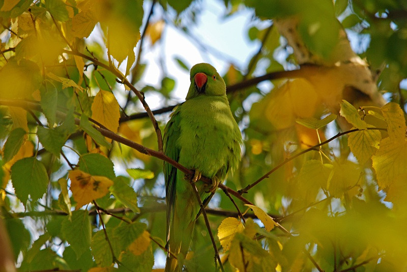 Ring-necked Parakeet - Parakeets