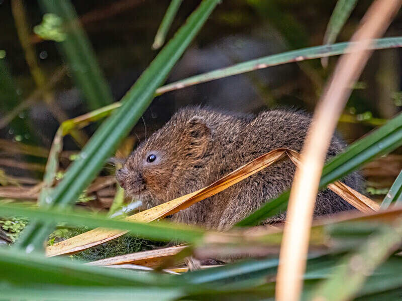 Water Vole - Latest photos