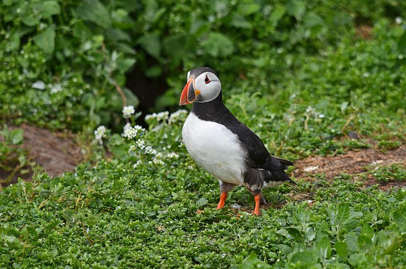 Puffin - Puffins