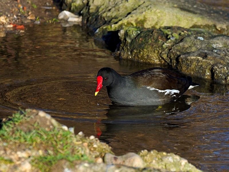 Moorhen - Crakes and rails