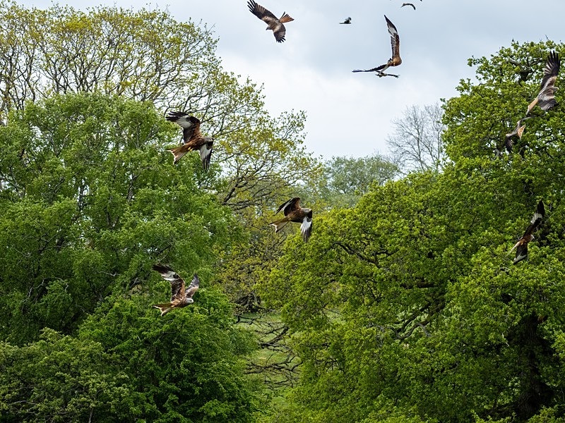 Red Kites - Birds of prey