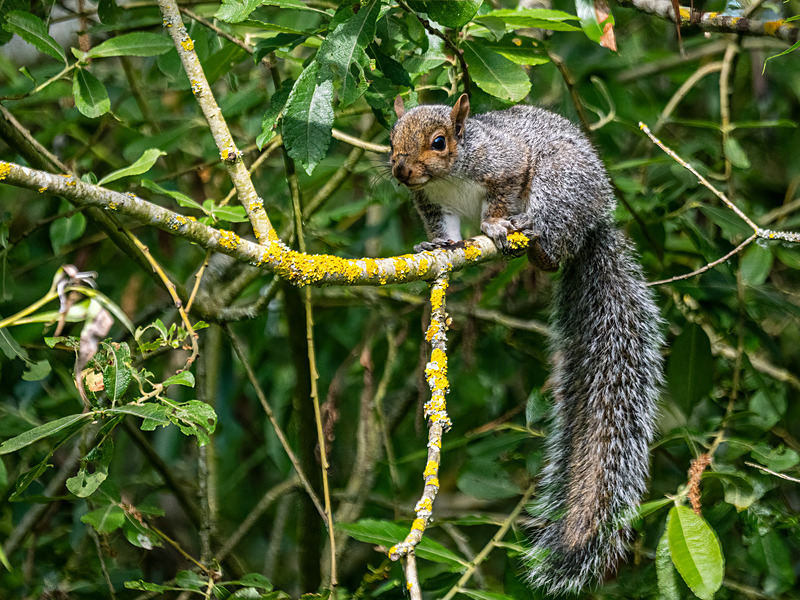 Grey Squirrel - Latest photos