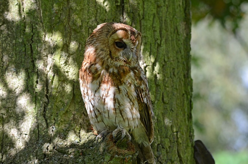 Tawny Owl - Tawny Owl