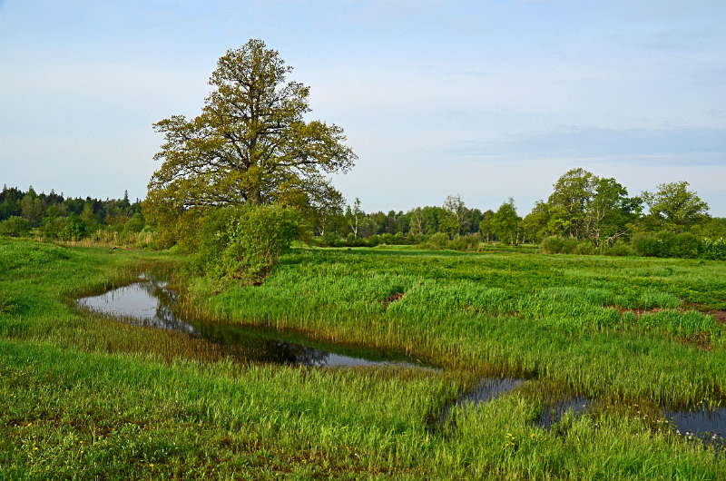 Soomaa National Park, Estonia - Estonia