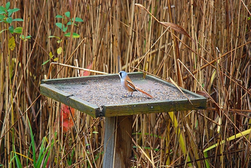Bearded Tit - Reedlings