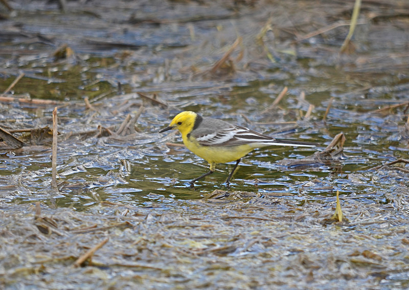 Citrine Wagtail - Estonia