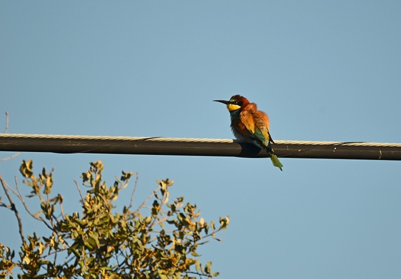 European Bee-eater - South and west Spain - April and May 2012