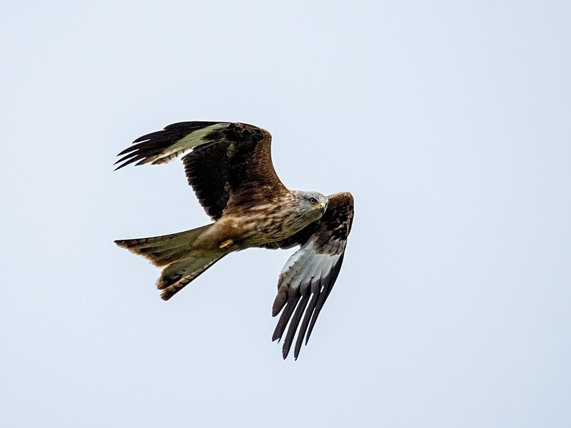 Red Kite - Birds of prey