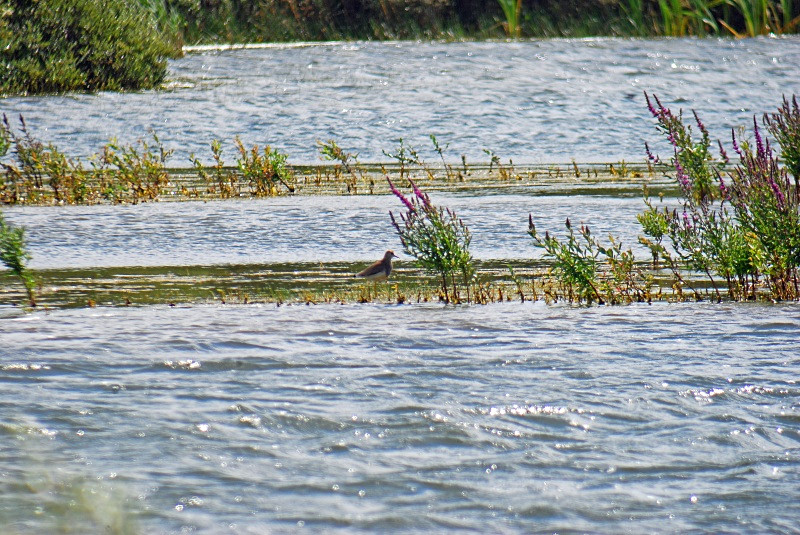 White-tailed Lapwing - Plovers