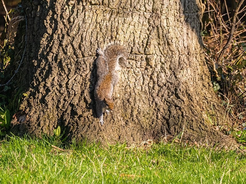 Grey Squirrel - Grey Squirrels