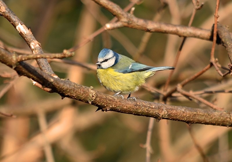 Blue Tit - Tits