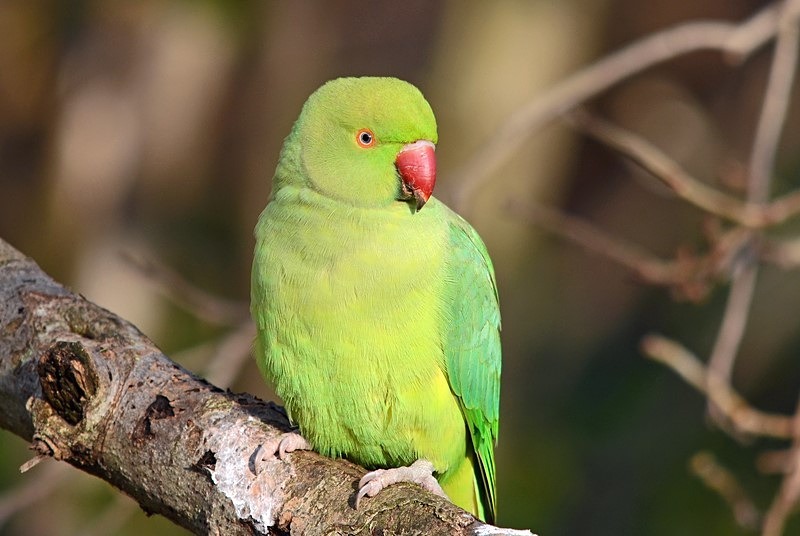 Ring-necked Parakeet - Parakeets
