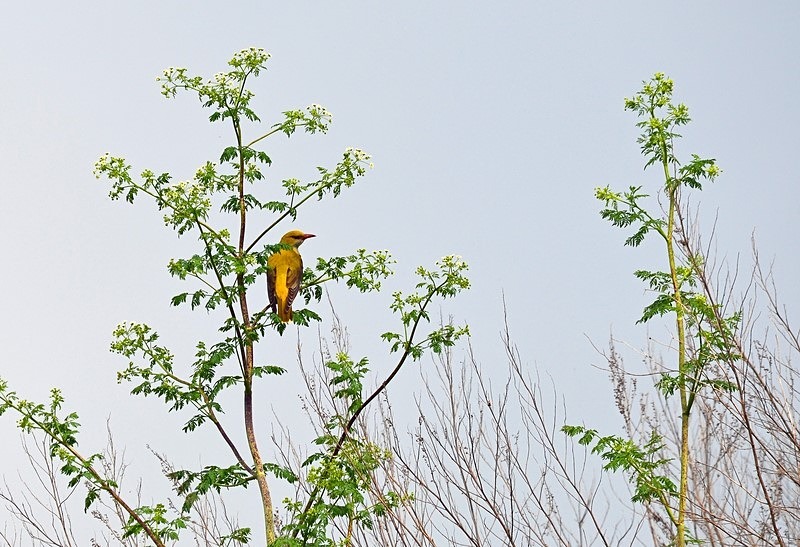 Golden Oriole - Bulgaria