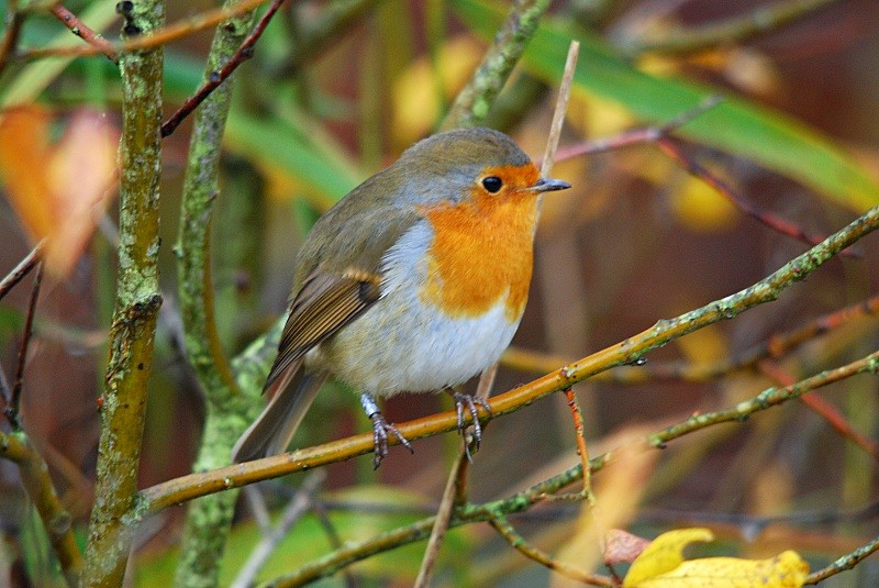 Robin - Robins