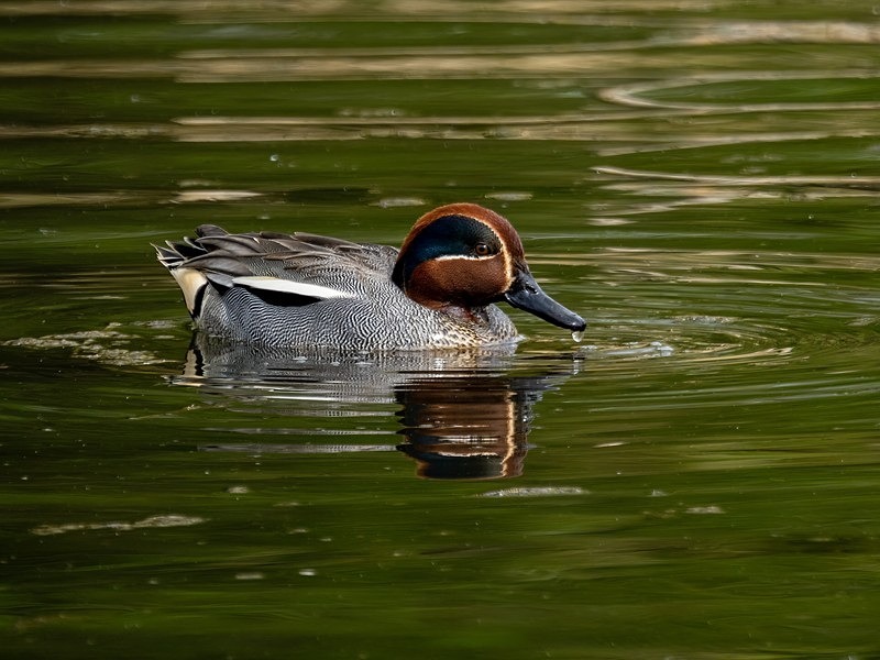 Teal - Dabbling ducks