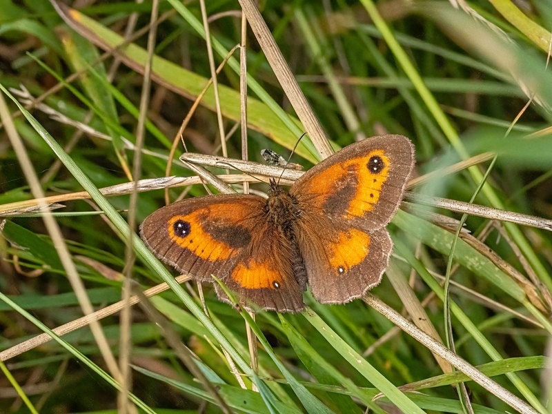 Gatekeeper - Butterflies
