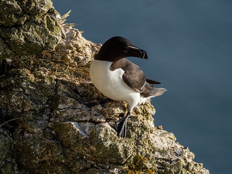 Razorbill - Auks