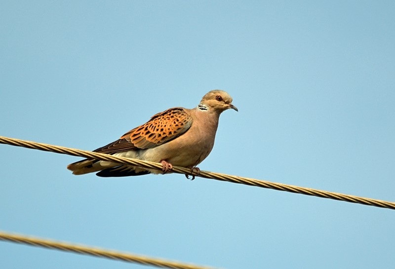 Turtle Dove - Bulgaria