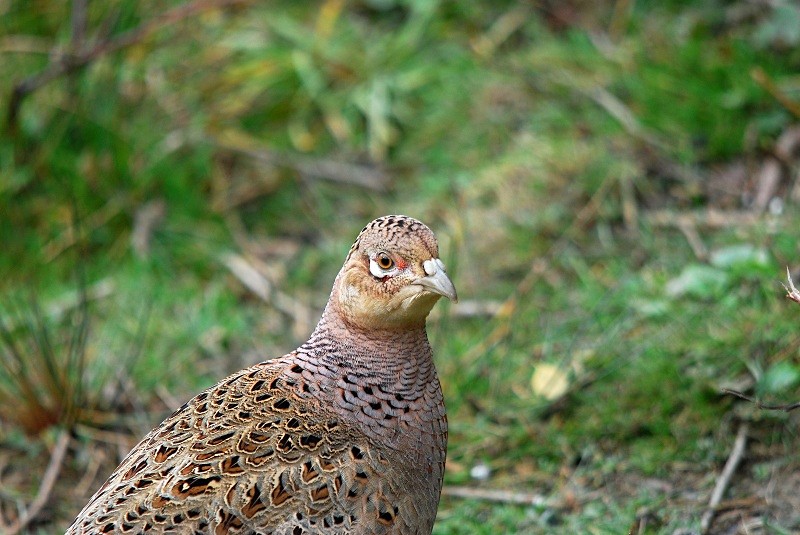 Pheasant - Game birds