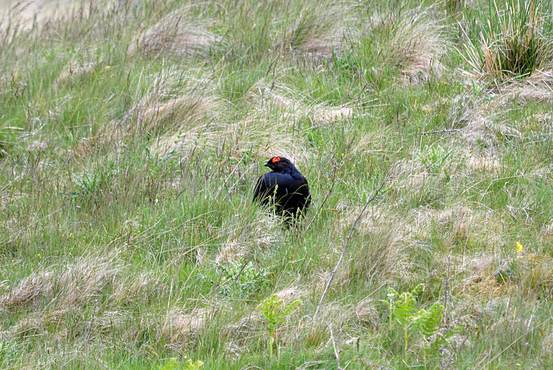 Black Grouse - Game birds