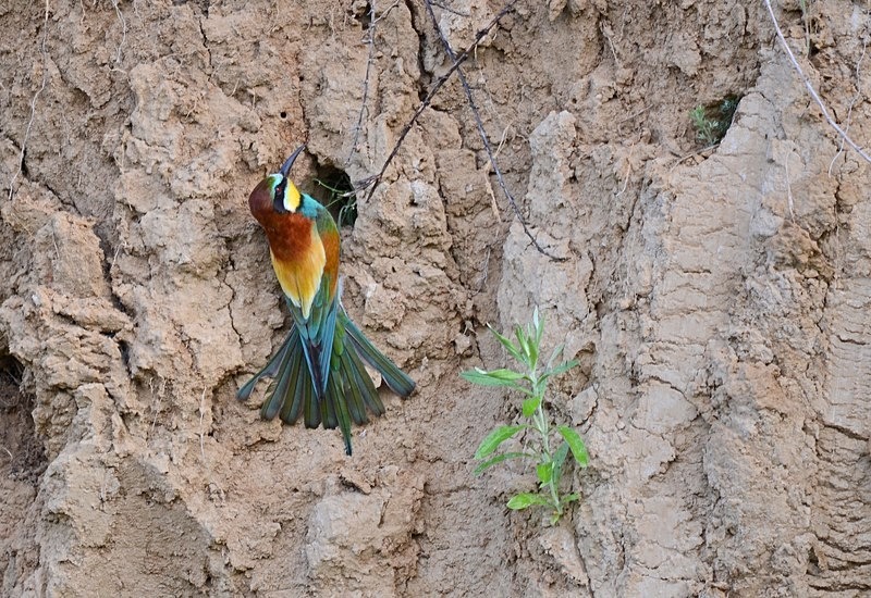 European Bee-eater - Bulgaria