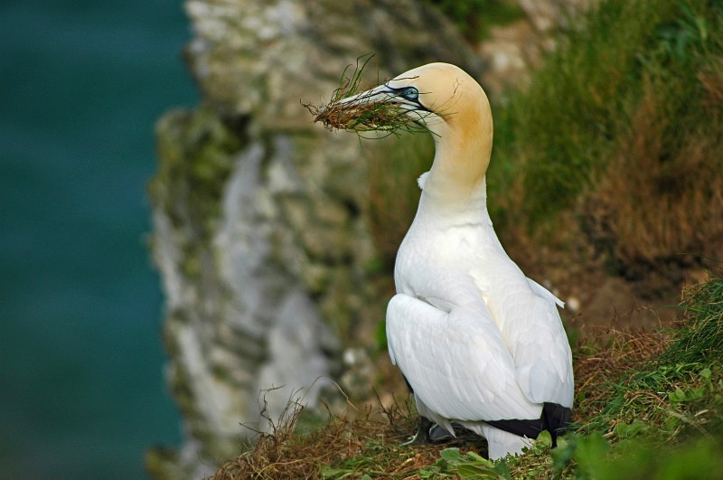 Gannet - Gannets