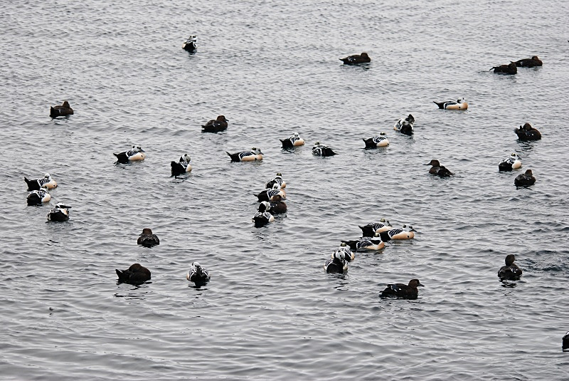 Steller's Eiders - Norway
