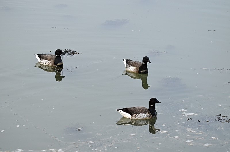 Pale-bellied Brent Geese - Ireland - January and February 2020