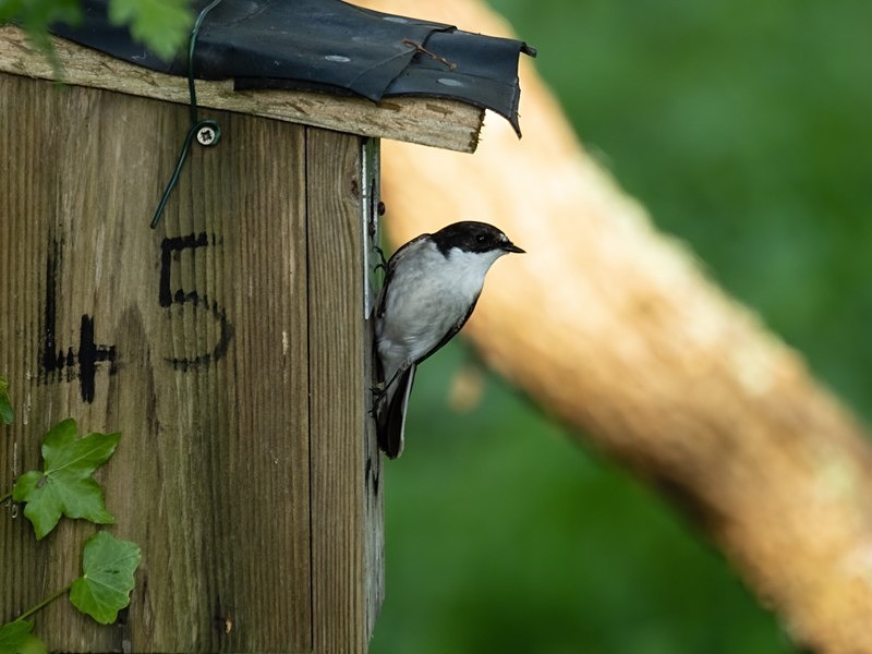 Pied Flycatcher - Flycatchers