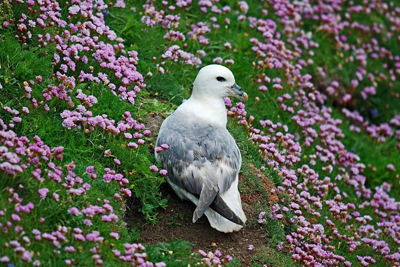 - Fulmars