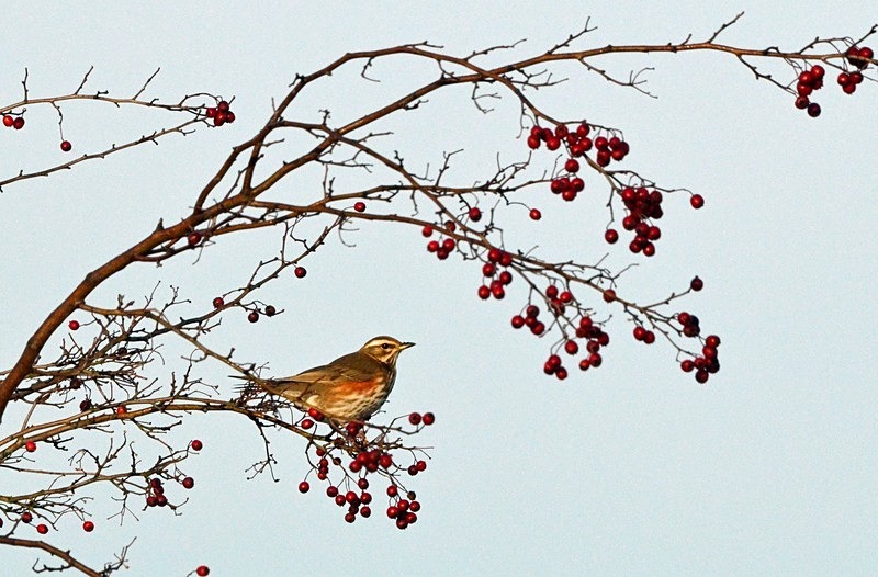 Redwing - Thrushes