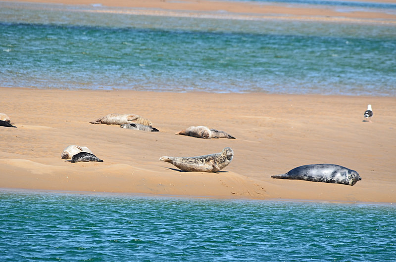 Common Seals - Common Seals